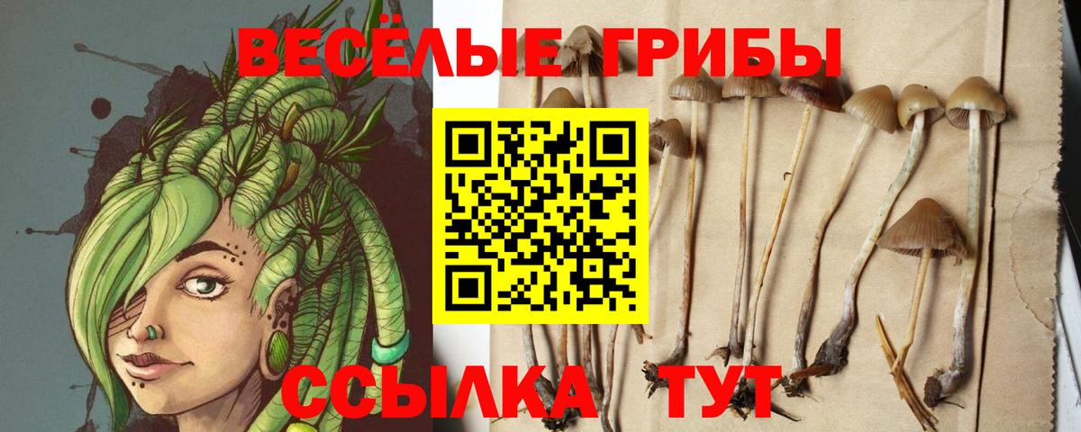 Псилоцибиновые грибы Psilocybine cubensis  Вход с VPN  Камышлов 